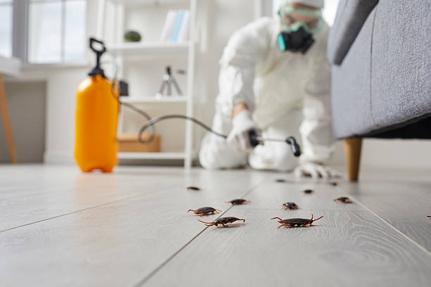 Commercial Rodent Management in Surfside